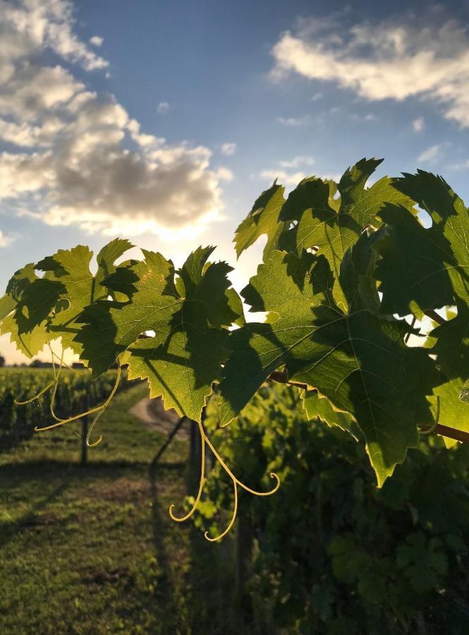 Saint-Émilion L'Oree Des Vignes المظهر الخارجي الصورة